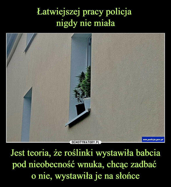 
    Łatwiejszej pracy policja 
nigdy nie miała Jest teoria, że roślinki wystawiła babcia pod nieobecność wnuka, chcąc zadbać 
o nie, wystawiła je na słońce