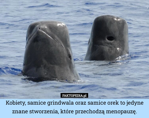 
    Kobiety, samice grindwala oraz samice orek to jedyne znane stworzenia, które