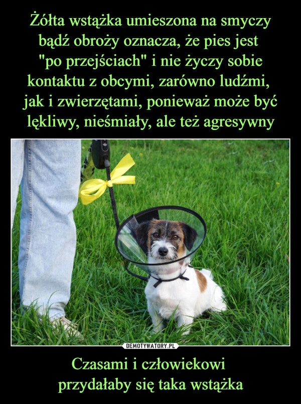 
    Żółta wstążka umieszona na smyczy bądź obroży oznacza, że pies jest 
"po przejściach" i nie życzy sobie kontaktu z obcymi, zarówno ludźmi, 
jak i zwierzętami, ponieważ może być lękliwy, nieśmiały, ale też agresywny Czasami i człowiekowi 
przydałaby się taka wstążka