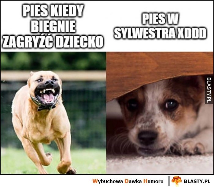 
    Pies kiedy biegnie zagryźć dziecko vs pies w sylwestra