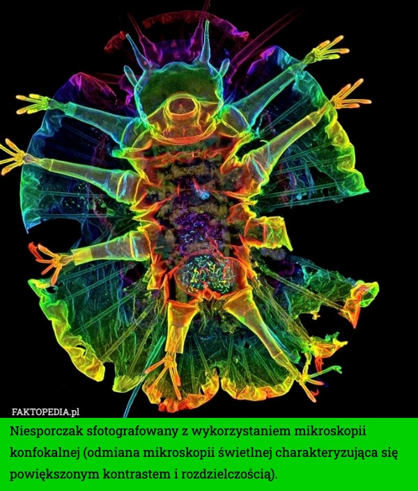 
    Niesporczak sfotografowany z wykorzystaniem mikroskopii konfokalnej (odmiana