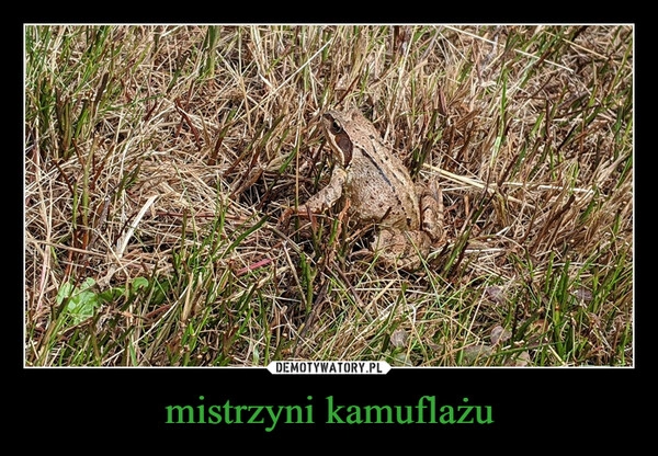 
    mistrzyni kamuflażu