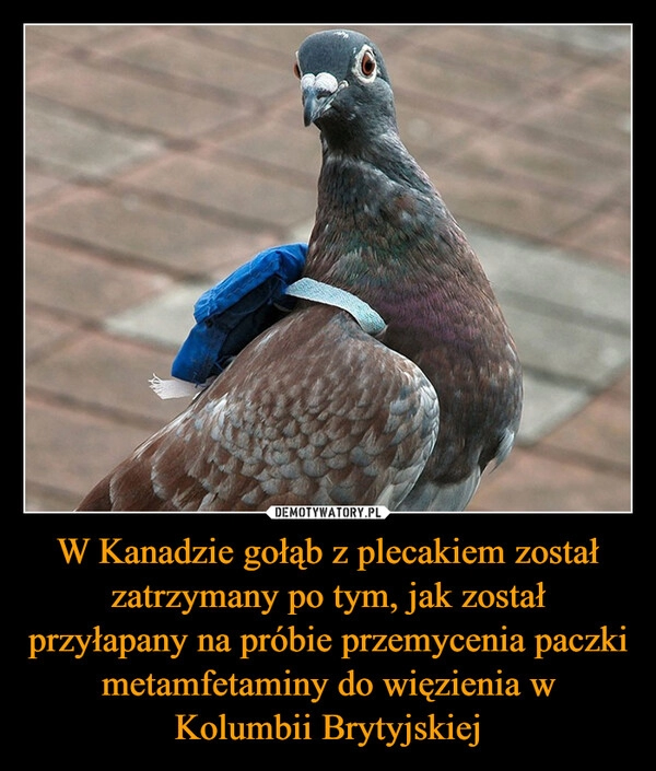 
    W Kanadzie gołąb z plecakiem został zatrzymany po tym, jak został przyłapany na próbie przemycenia paczki metamfetaminy do więzienia w Kolumbii Brytyjskiej 