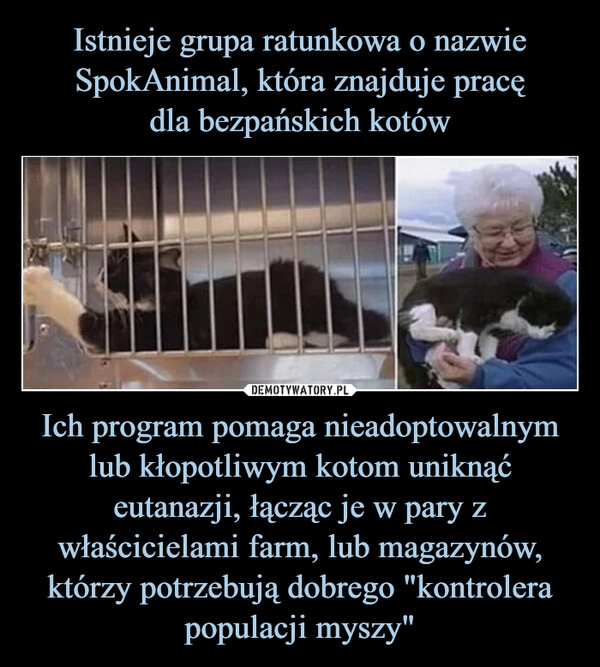 
    Istnieje grupa ratunkowa o nazwie SpokAnimal, która znajduje pracę
dla bezpańskich kotów Ich program pomaga nieadoptowalnym lub kłopotliwym kotom uniknąć eutanazji, łącząc je w pary z właścicielami farm, lub magazynów, którzy potrzebują dobrego "kontrolera populacji myszy"