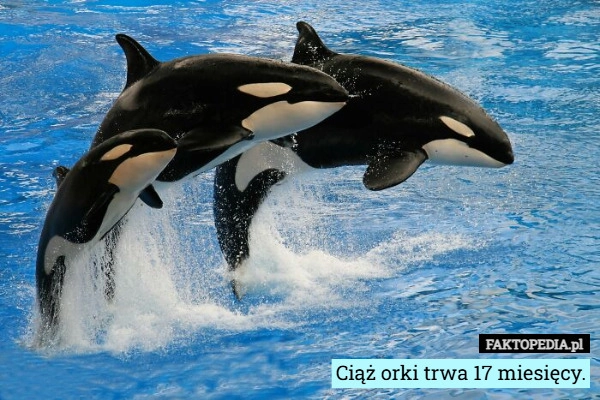 
    Ciąż orki trwa 17 miesięcy.