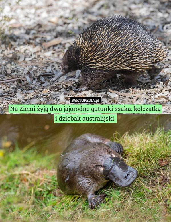 
    Na Ziemi żyją dwa jajorodne gatunki ssaka: kolczatka i dziobak australijski.