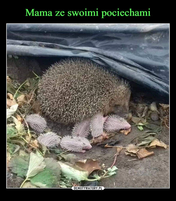 
    Mama ze swoimi pociechami