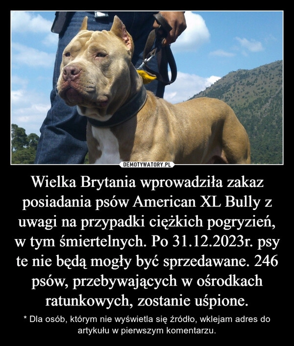 
    Wielka Brytania wprowadziła zakaz posiadania psów American XL Bully z uwagi na przypadki ciężkich pogryzień, w tym śmiertelnych. Po 31.12.2023r. psy te nie będą mogły być sprzedawane. 246 psów, przebywających w ośrodkach ratunkowych, zostanie uśpione.