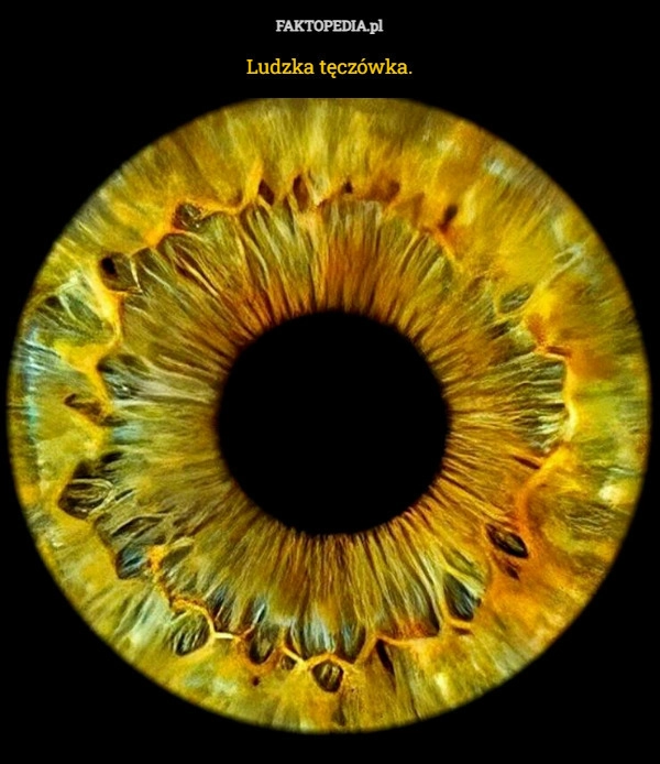 
    Ludzka tęczówka.