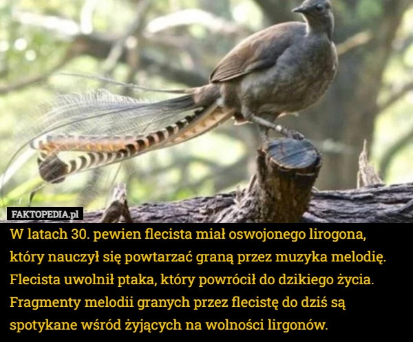 
    W latach 30. pewien flecista miał oswojonego lirogona, który nauczył się