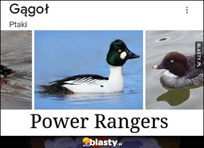 
    Gągoł power rangers gatunek ptaka