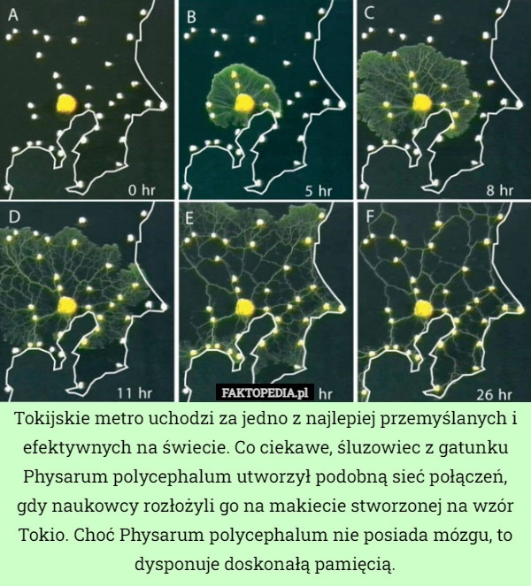 
    Tokijskie metro uchodzi za jedno z najlepiej przemyślanych i efektywnych