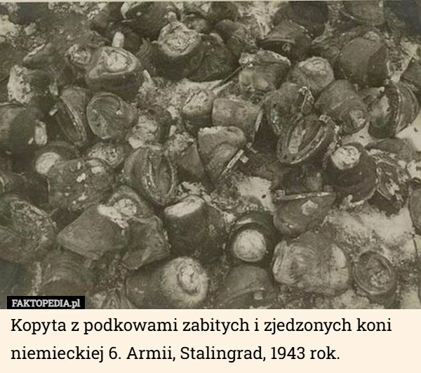 
    Kopyta z podkowami zabitych i zjedzonych koni niemieckiej 6. Armii, Stalingrad,