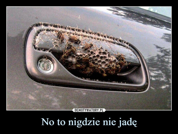 
    No to nigdzie nie jadę