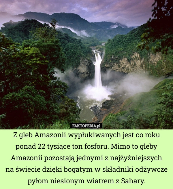 
    Z gleb Amazonii wypłukiwanych jest co roku ponad 22 tysiące ton fosforu.