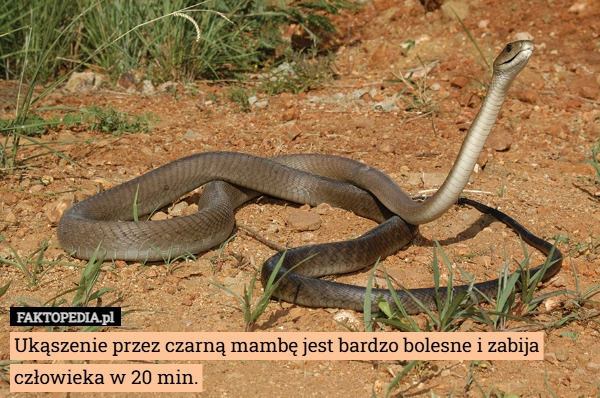 
    Ukąszenie przez czarną mambę jest bardzo bolesne i zabija człowieka w 20