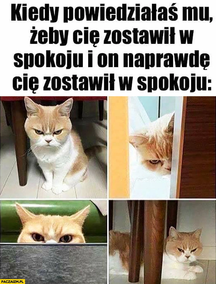 
    Kiedy powiedziałaś mu żeby Cię zostawił w spokoju i on naprawdę Cię zostawił w spokoju zły kot