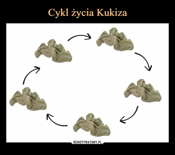 
    Cykl życia Kukiza