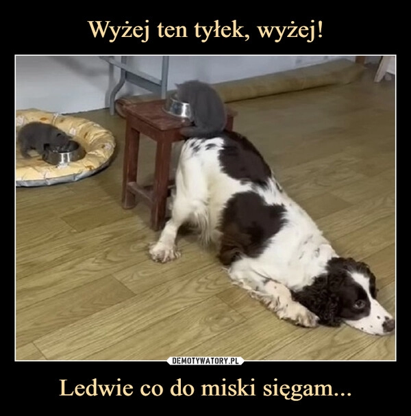 
    Wyżej ten tyłek, wyżej! Ledwie co do miski sięgam...