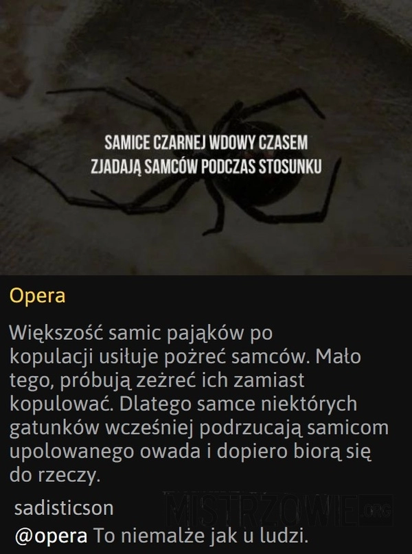 
    Czarna wdowa