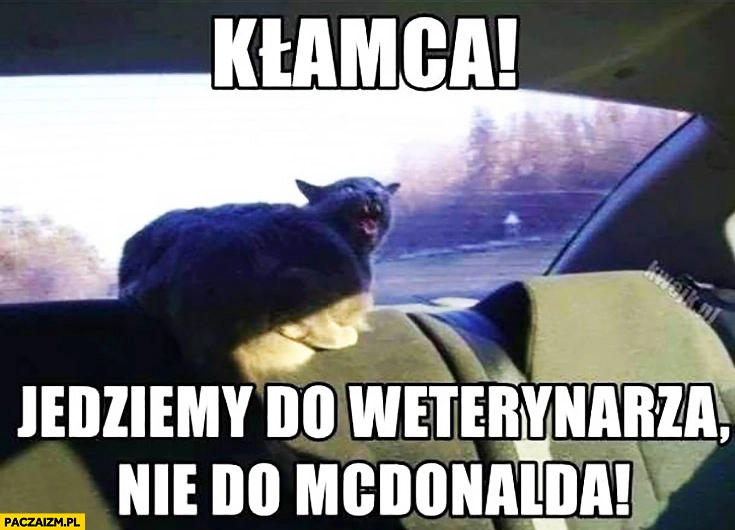 
    Kłamca! Jedziemy do weterynarza nie do McDonalda kot w samochodzie