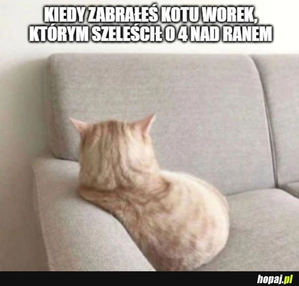
    Jesteś u pani