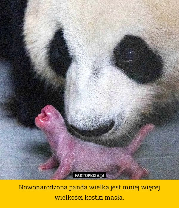 
    Nowonarodzona panda wielka jest mniej więcej wielkości kostki masła.