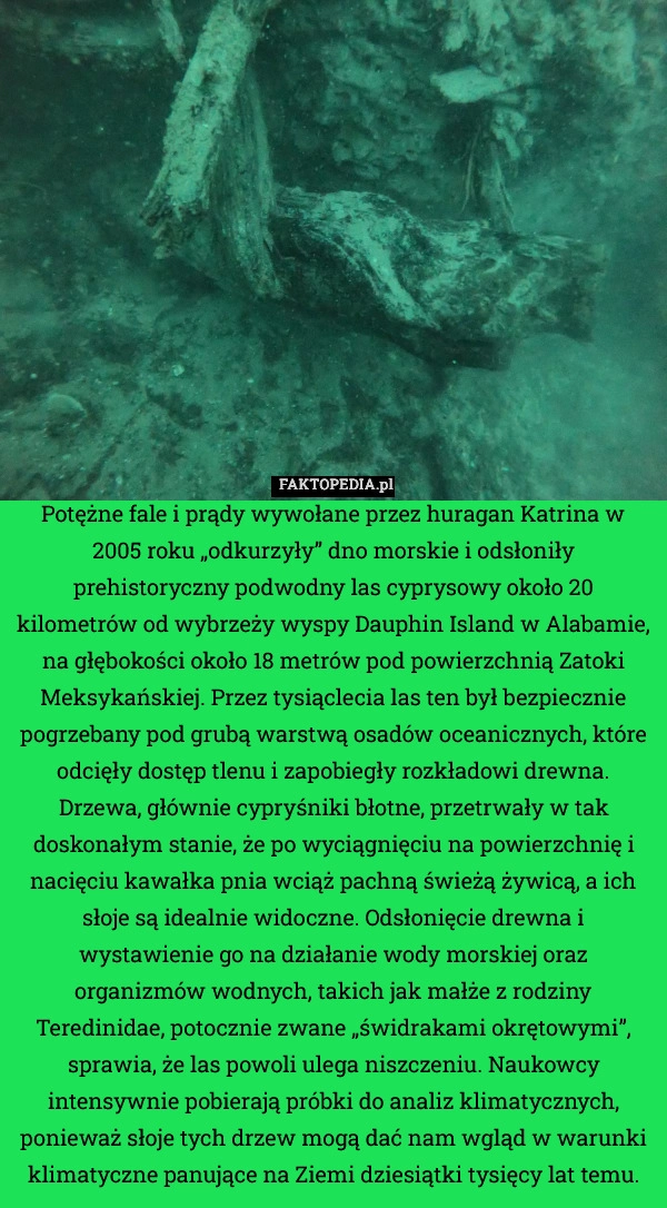 
    Potężne fale i prądy wywołane przez huragan Katrina w 2005 roku „odkurzyły”