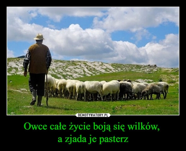 
    Owce całe życie boją się wilków, 
a zjada je pasterz