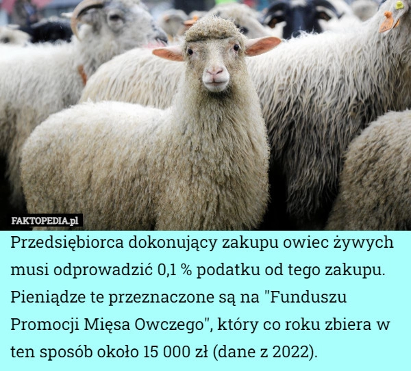 
    Przedsiębiorca dokonujący zakupu owiec żywych musi odprowadzić 0,1 % podatku