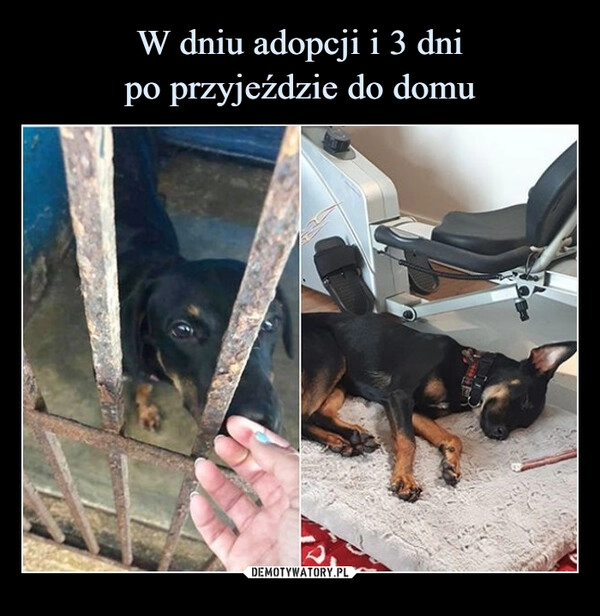 
    W dniu adopcji i 3 dni
po przyjeździe do domu