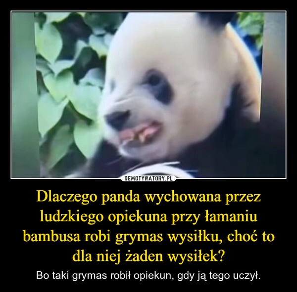 
    Dlaczego panda wychowana przez ludzkiego opiekuna przy łamaniu bambusa robi grymas wysiłku, choć to dla niej żaden wysiłek?