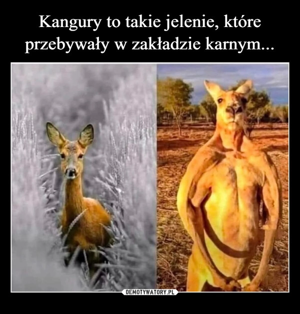 
    Kangury to takie jelenie, które przebywały w zakładzie karnym...