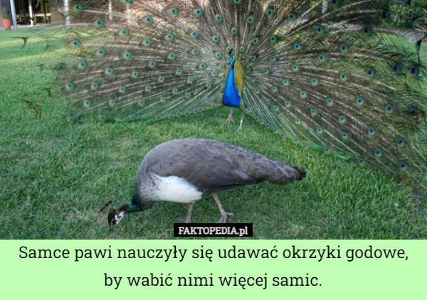 
    Samce pawi nauczyły się udawać okrzyki godowe, by wabić nimi więcej samic.