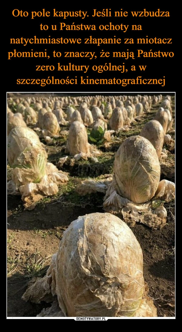 
    Oto pole kapusty. Jeśli nie wzbudza to u Państwa ochoty na natychmiastowe złapanie za miotacz płomieni, to znaczy, że mają Państwo zero kultury ogólnej, a w szczególności kinematograficznej