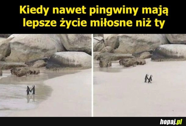 
    Zakochane pingwiny