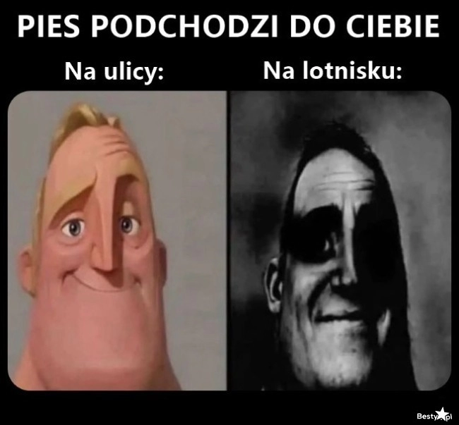 
    Pies na lotnisku 