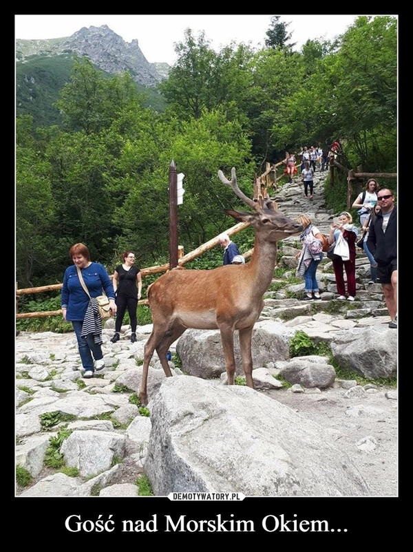 
    Gość nad Morskim Okiem...