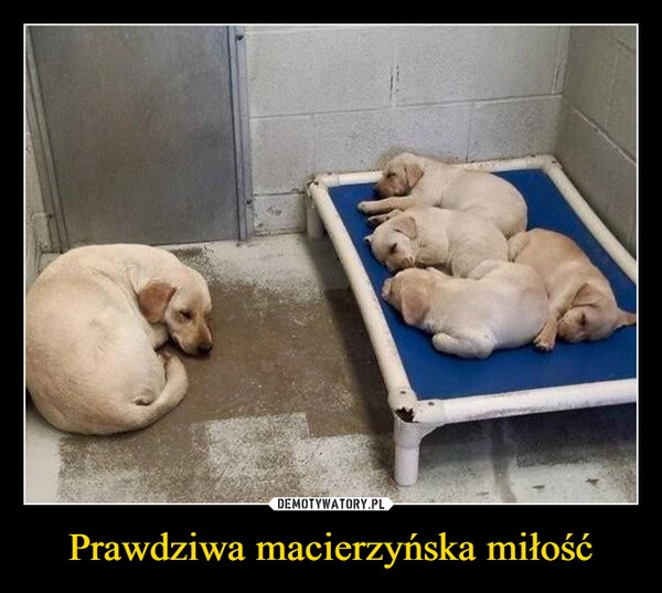 
    Prawdziwa macierzyńska miłość