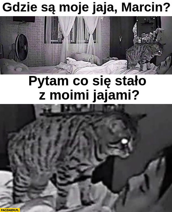 
    Kot gdzie są moje jaja Marcin, pytam co się stało z moimi jajami?