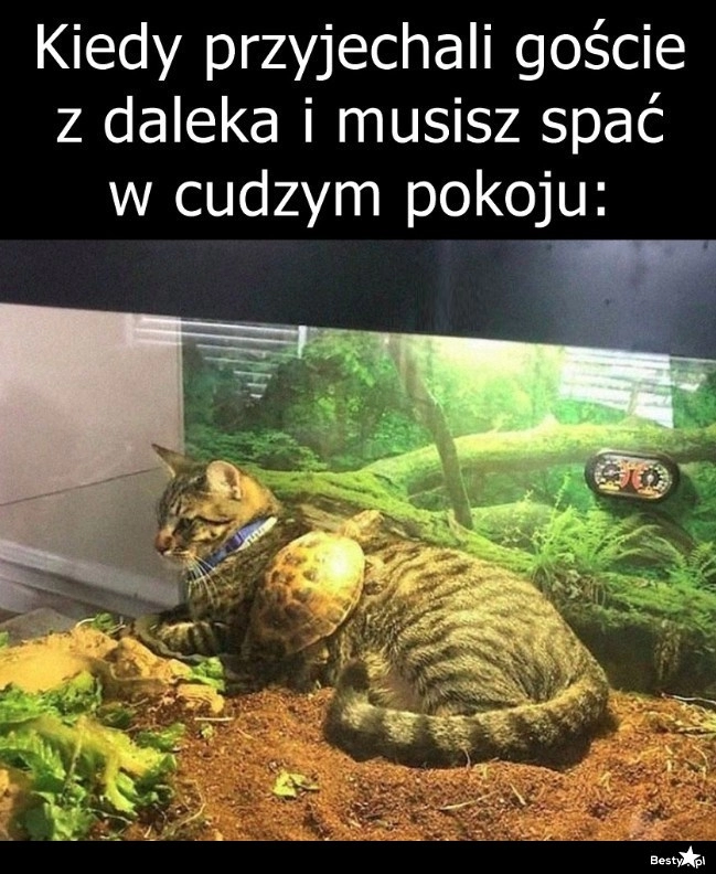 
    Goście 