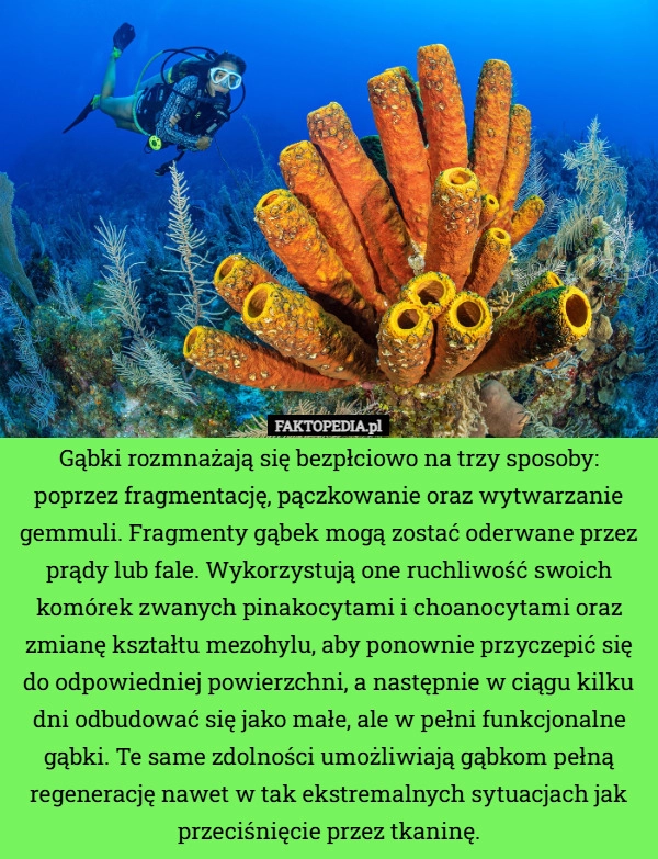 Gąbki rozmnażają się bezpłciowo na trzy sposoby: poprzez fragmentację, pączkowanie