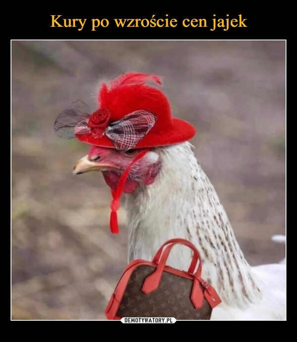 
    Kury po wzroście cen jajek 