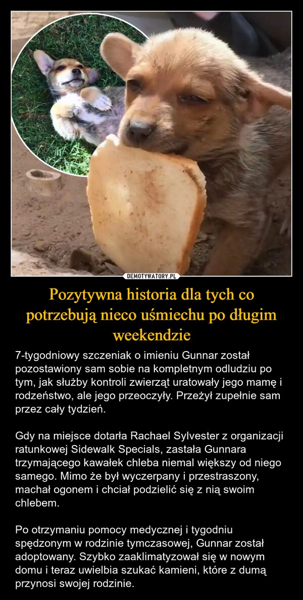 
    Pozytywna historia dla tych co potrzebują nieco uśmiechu po długim weekendzie