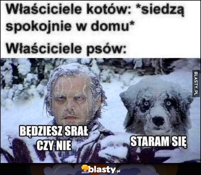 
    Właściciele kotów: siedzą spokojnie w domu, właściciele psów: będziesz srał czy nie, staram się