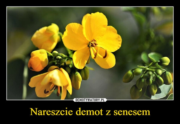 
    Nareszcie demot z senesem