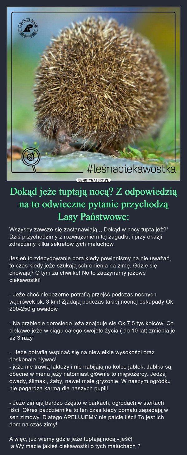 
    Dokąd jeże tuptają nocą? Z odpowiedzią na to odwieczne pytanie przychodzą Lasy Państwowe: