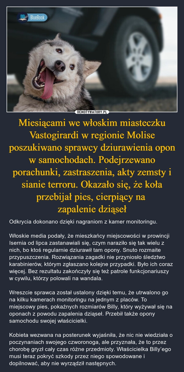 
    Miesiącami we włoskim miasteczku Vastogirardi w regionie Molise poszukiwano sprawcy dziurawienia opon w samochodach. Podejrzewano porachunki, zastraszenia, akty zemsty i sianie terroru. Okazało się, że koła przebijał pies, cierpiący na 
zapalenie dziąseł