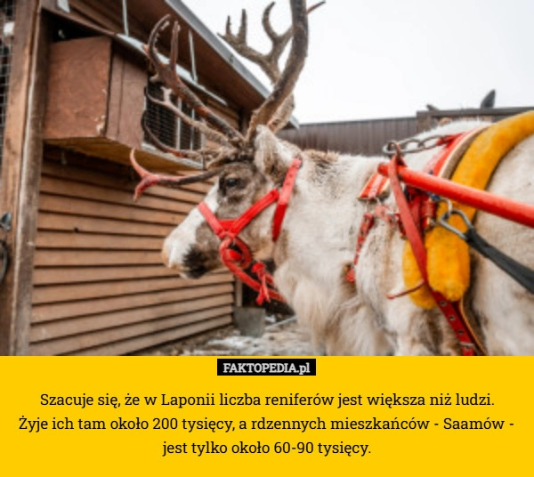 
    Szacuje się, że w Laponii liczba reniferów jest większa niż ludzi.
 Żyje