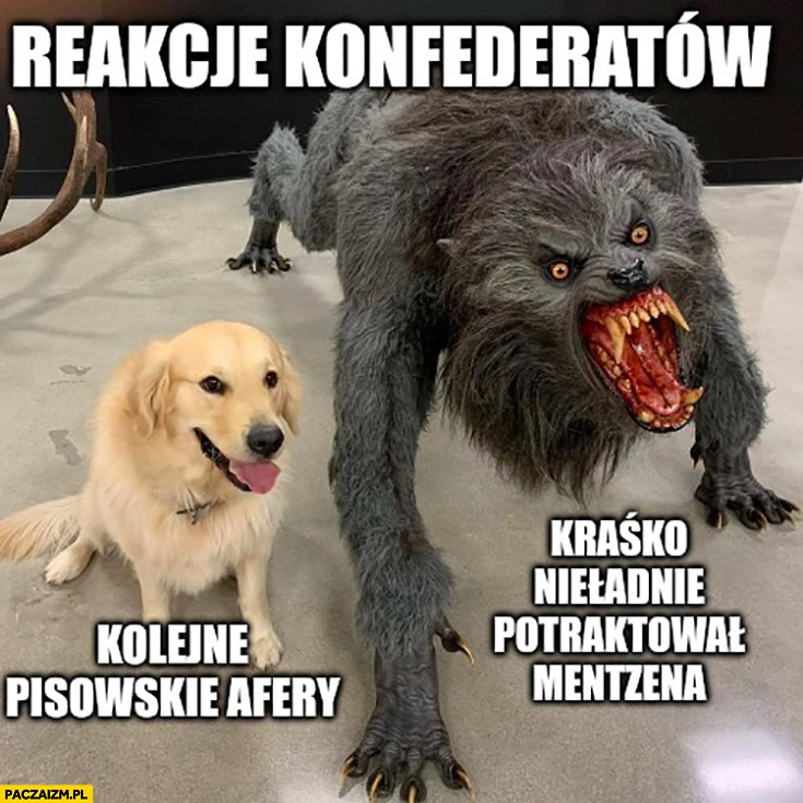 
    Reakcje konfederatów na kolejne pisowskie afery vs kiedy Kraśko nieładnie potraktował Mentzena konfederacja